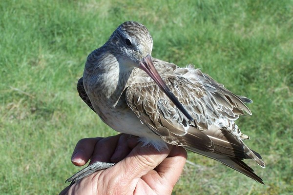 Loss of feeding habitat means that building up fat reserves for the final leg of the migration is becoming increasingly more difficult